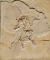 /album/dinosauri/archeopteryx-jpg/