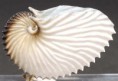 /album/galleria-foto-collezione-malacologica/argonauta4-jpg/