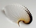 /album/galleria-foto-collezione-malacologica/argonauta-jpg/